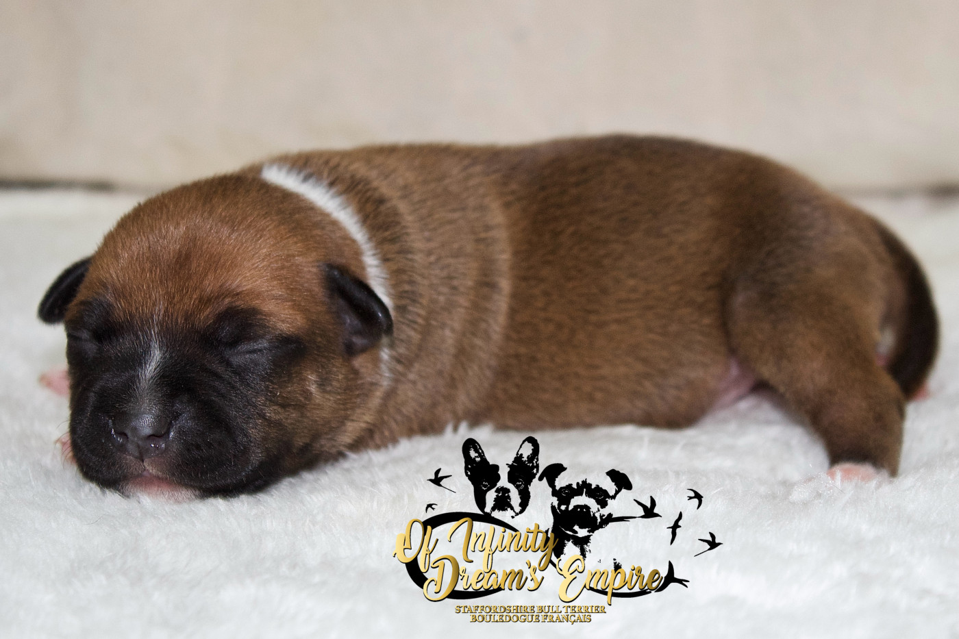 Of Infinity Dream’s Empire - Chiots disponibles - Staffordshire Bull Terrier