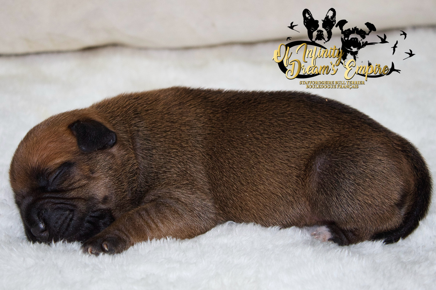 Of Infinity Dream’s Empire - Chiots disponibles - Staffordshire Bull Terrier