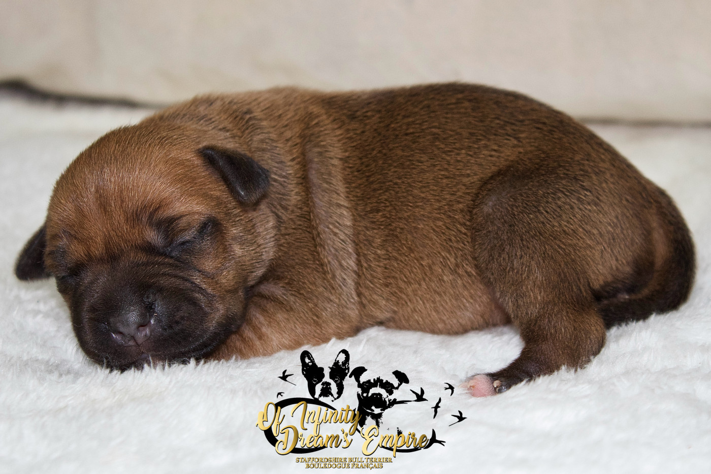Of Infinity Dream’s Empire - Chiots disponibles - Staffordshire Bull Terrier