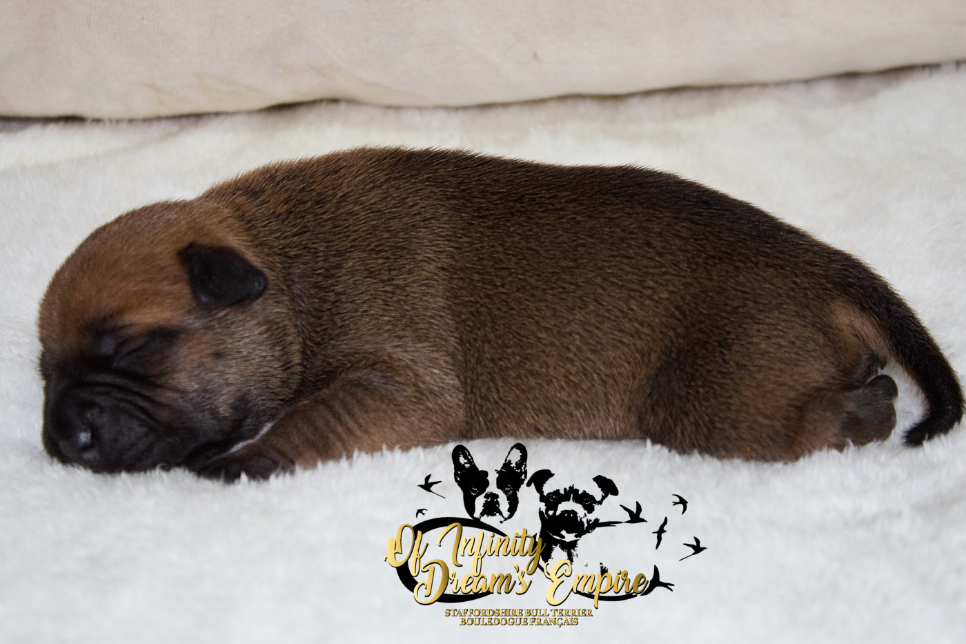 Of Infinity Dream’s Empire - Chiots disponibles - Staffordshire Bull Terrier