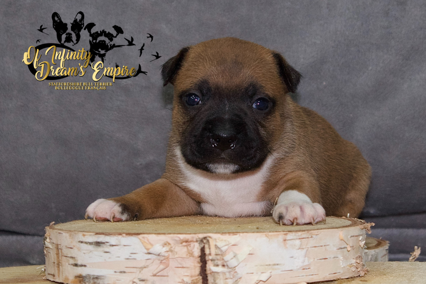 Of Infinity Dream’s Empire - Chiots disponibles - Staffordshire Bull Terrier
