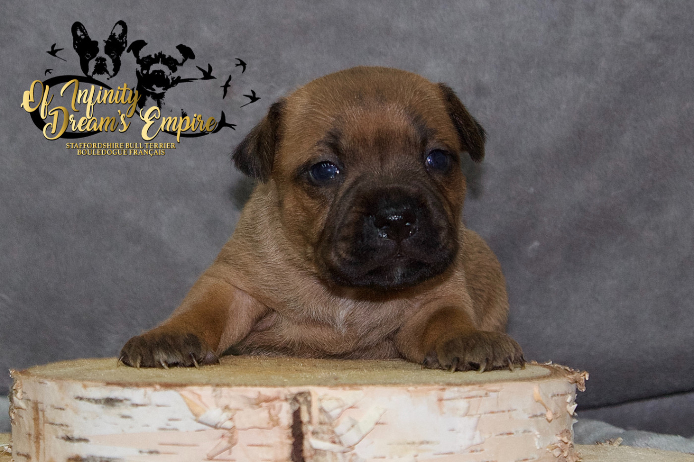 Of Infinity Dream’s Empire - Chiots disponibles - Staffordshire Bull Terrier