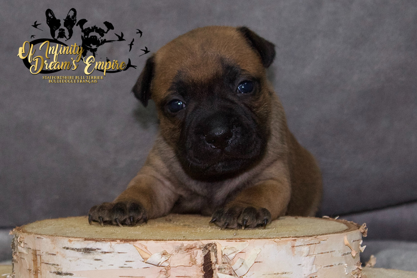 Of Infinity Dream’s Empire - Chiots disponibles - Staffordshire Bull Terrier