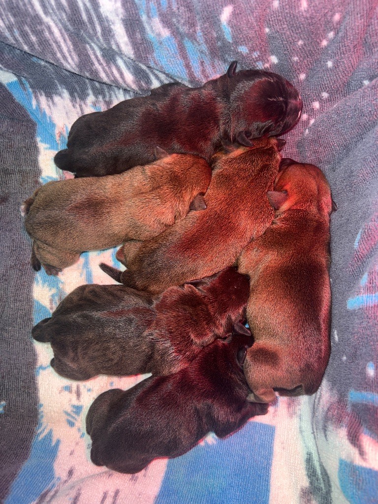 Of Infinity Dream’s Empire - Chiots disponibles - Staffordshire Bull Terrier