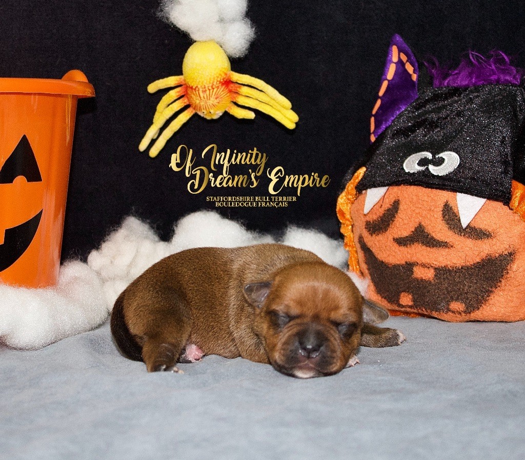 Of Infinity Dream’s Empire - Chiots disponibles - Staffordshire Bull Terrier