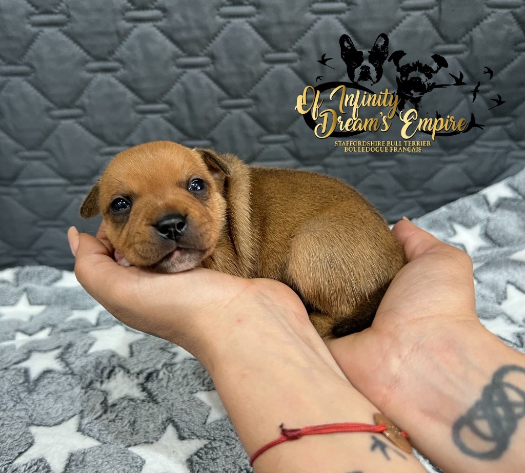Of Infinity Dream’s Empire - Chiots disponibles - Staffordshire Bull Terrier
