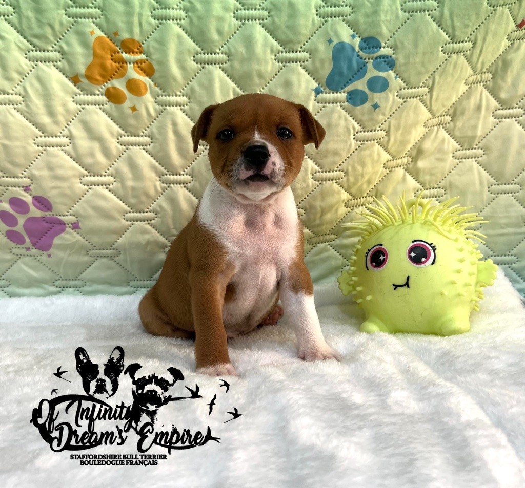 Of Infinity Dream’s Empire - Chiots disponibles - Staffordshire Bull Terrier