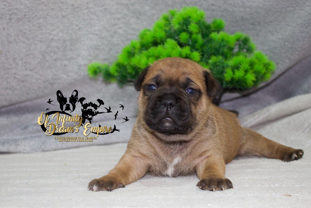 Of Infinity Dream’s Empire - Chiots disponibles - Staffordshire Bull Terrier