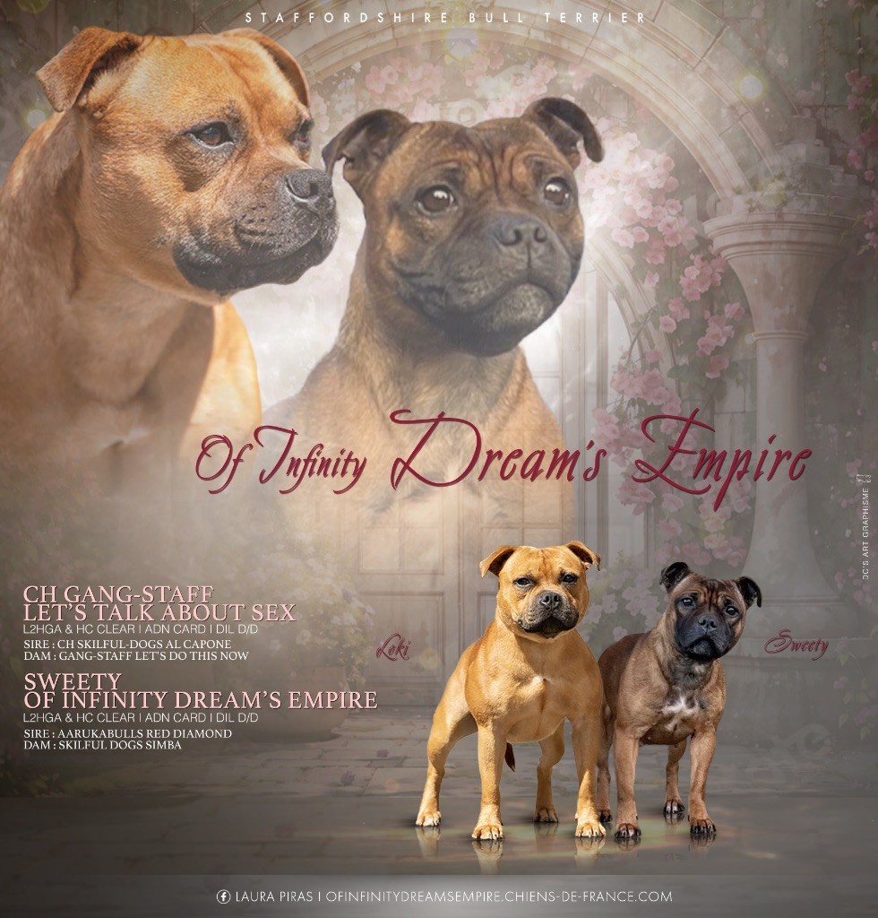 Of Infinity Dream’s Empire - Staffordshire Bull Terrier - Portée née le 24/09/2025