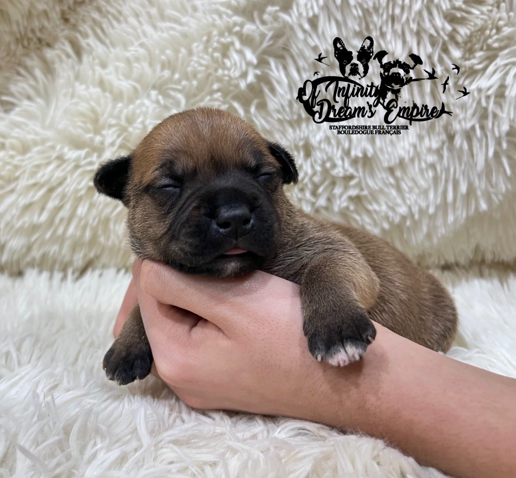 Of Infinity Dream’s Empire - Chiots disponibles - Staffordshire Bull Terrier