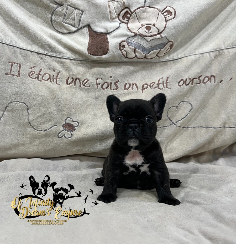 Of Infinity Dream’s Empire - Chiots disponibles - Bouledogue français