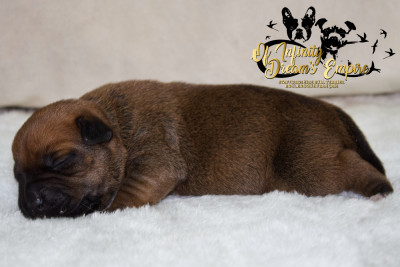 Chiot N°2