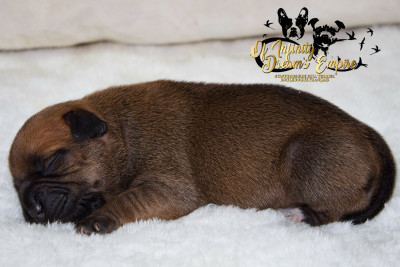 Chiot N°3