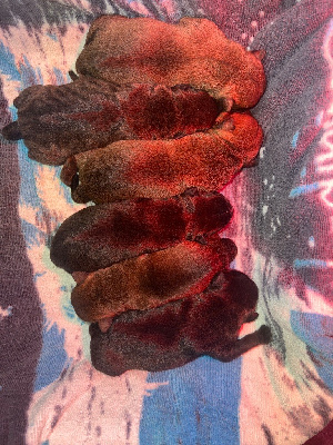 CHIOT 4