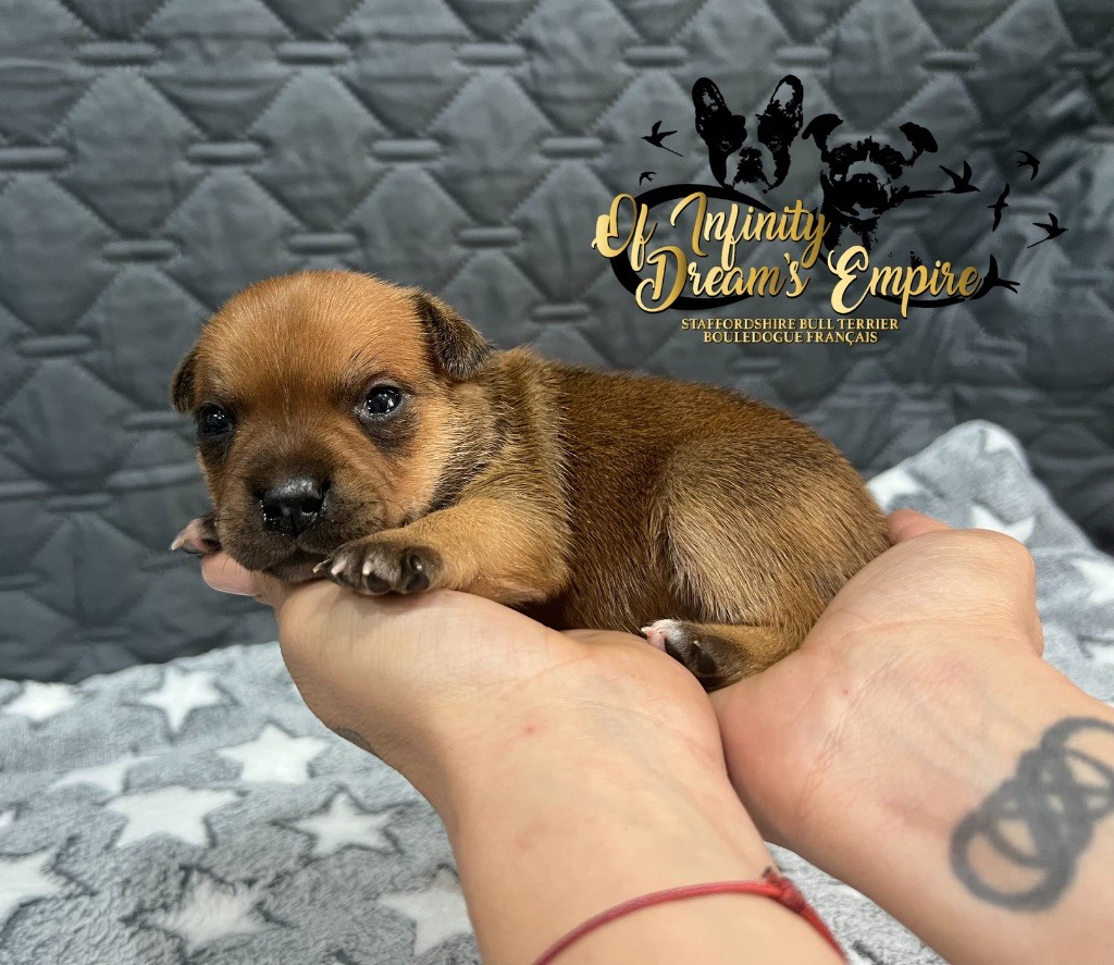 Of Infinity Dream’s Empire - Chiots disponibles - Staffordshire Bull Terrier