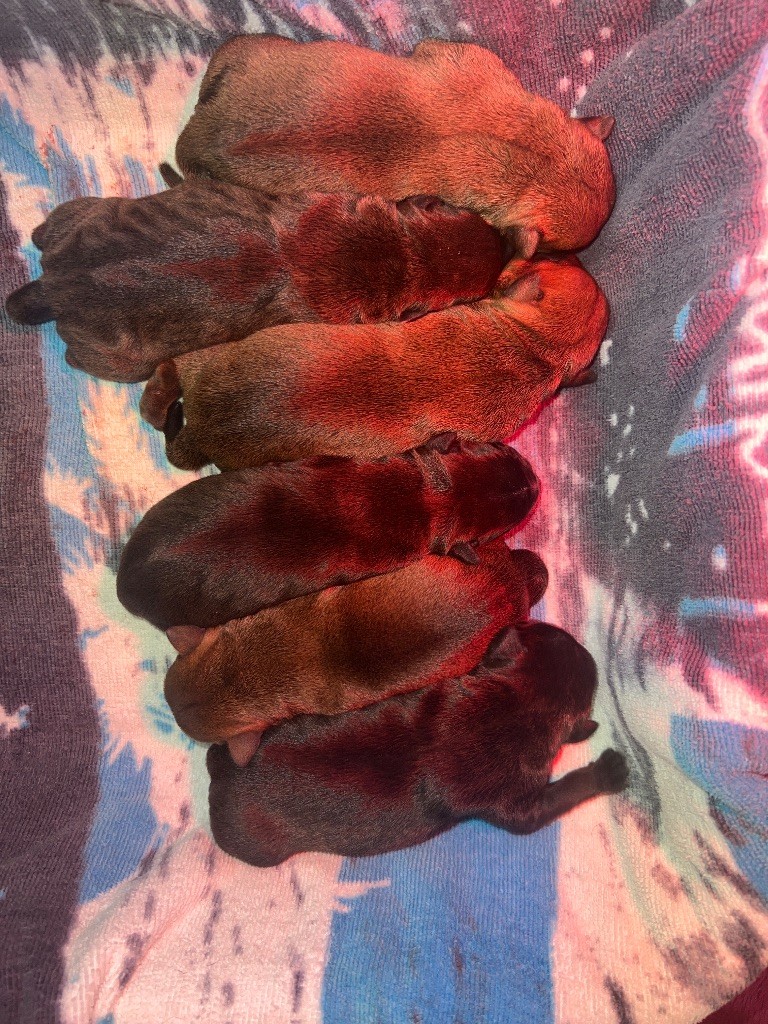 Of Infinity Dream’s Empire - Chiots disponibles - Staffordshire Bull Terrier