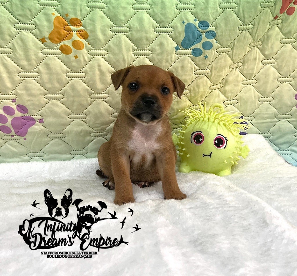 Of Infinity Dream’s Empire - Chiots disponibles - Staffordshire Bull Terrier