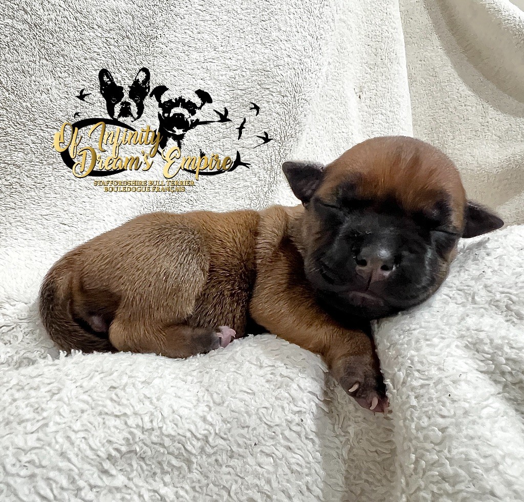Of Infinity Dream’s Empire - Chiots disponibles - Staffordshire Bull Terrier
