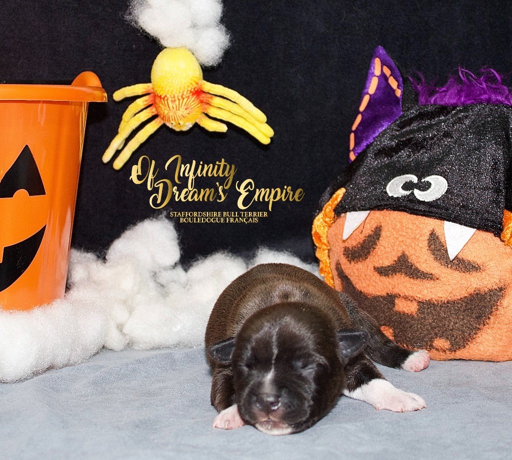 Of Infinity Dream’s Empire - Chiots disponibles - Staffordshire Bull Terrier