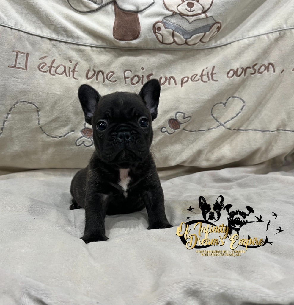 Of Infinity Dream’s Empire - Chiots disponibles - Bouledogue français