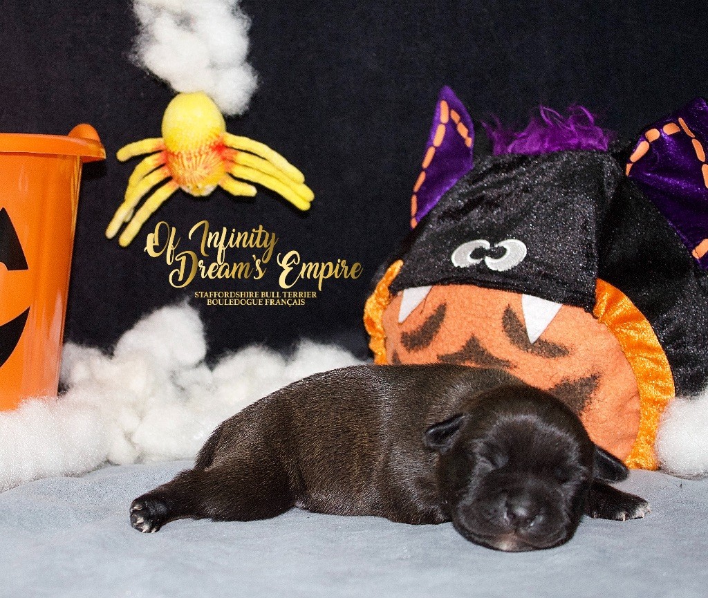 Of Infinity Dream’s Empire - Chiots disponibles - Staffordshire Bull Terrier