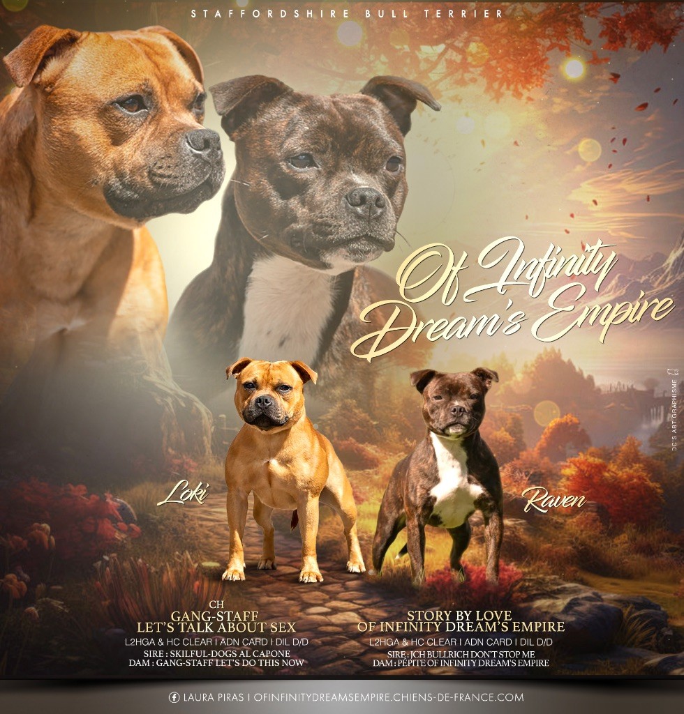 Chiot Staffordshire Bull Terrier Of Infinity Dream’s Empire