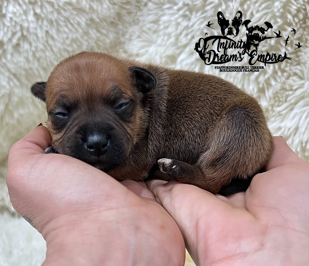 Of Infinity Dream’s Empire - Chiots disponibles - Staffordshire Bull Terrier