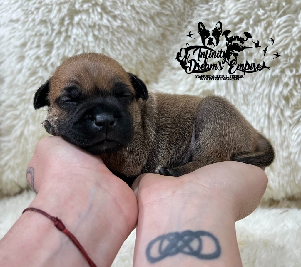 Of Infinity Dream’s Empire - Chiots disponibles - Staffordshire Bull Terrier